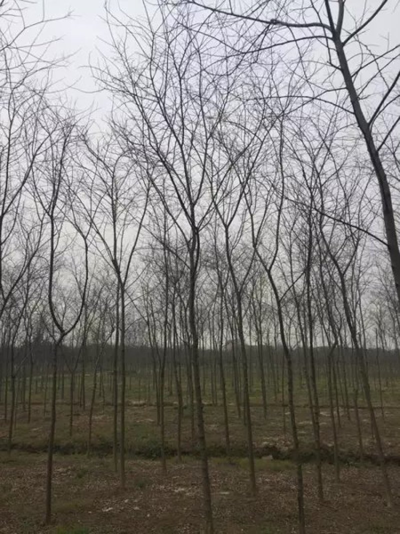 榉树
