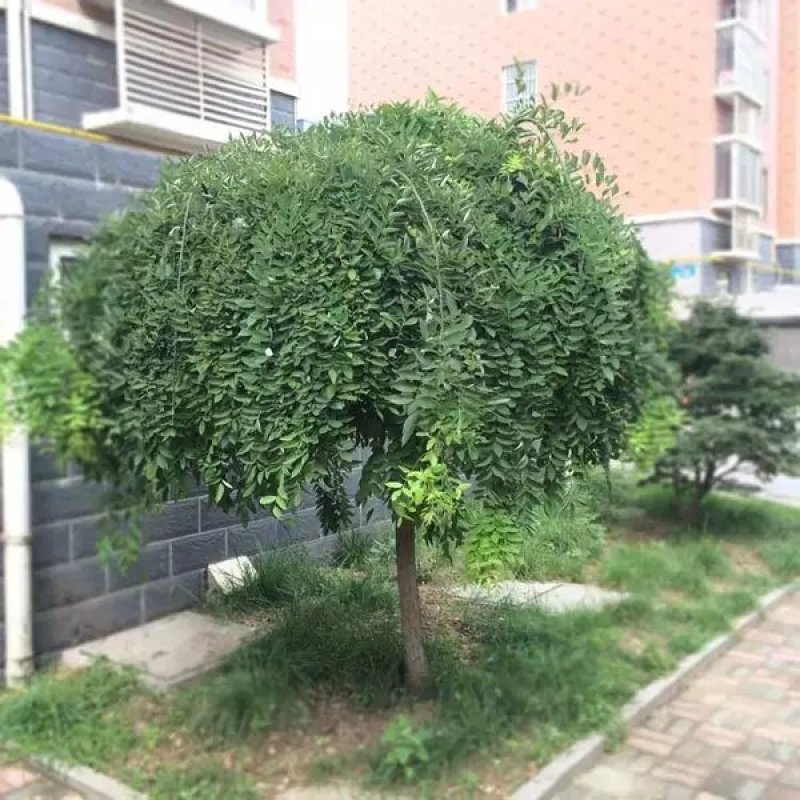 国槐