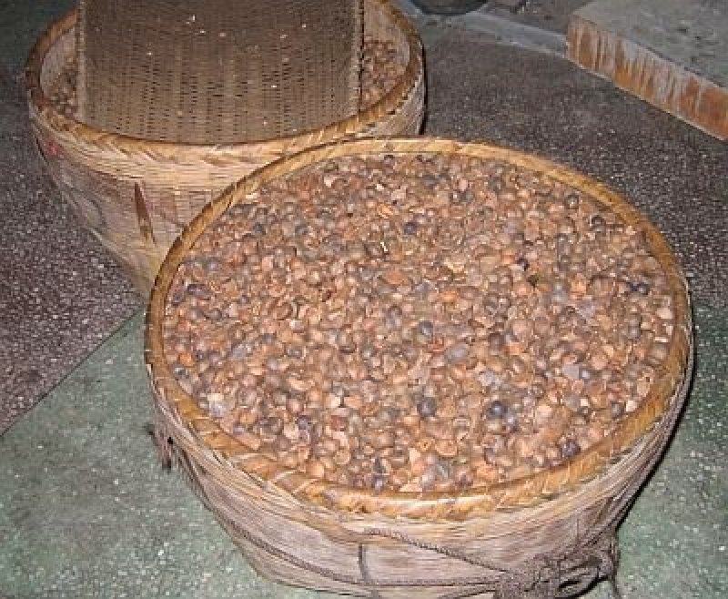 高山野山茶油