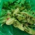 山野菜