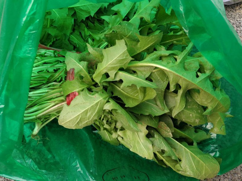 山野菜