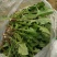 山野菜