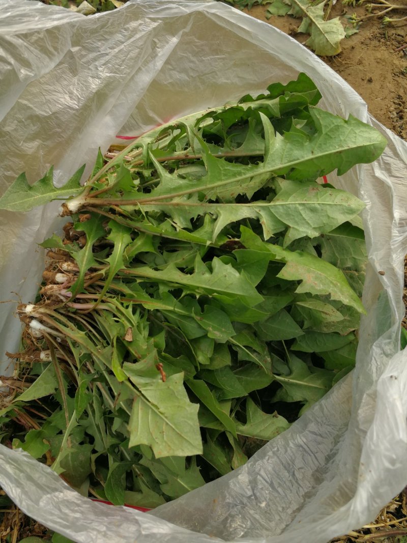 山野菜