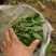 山野菜