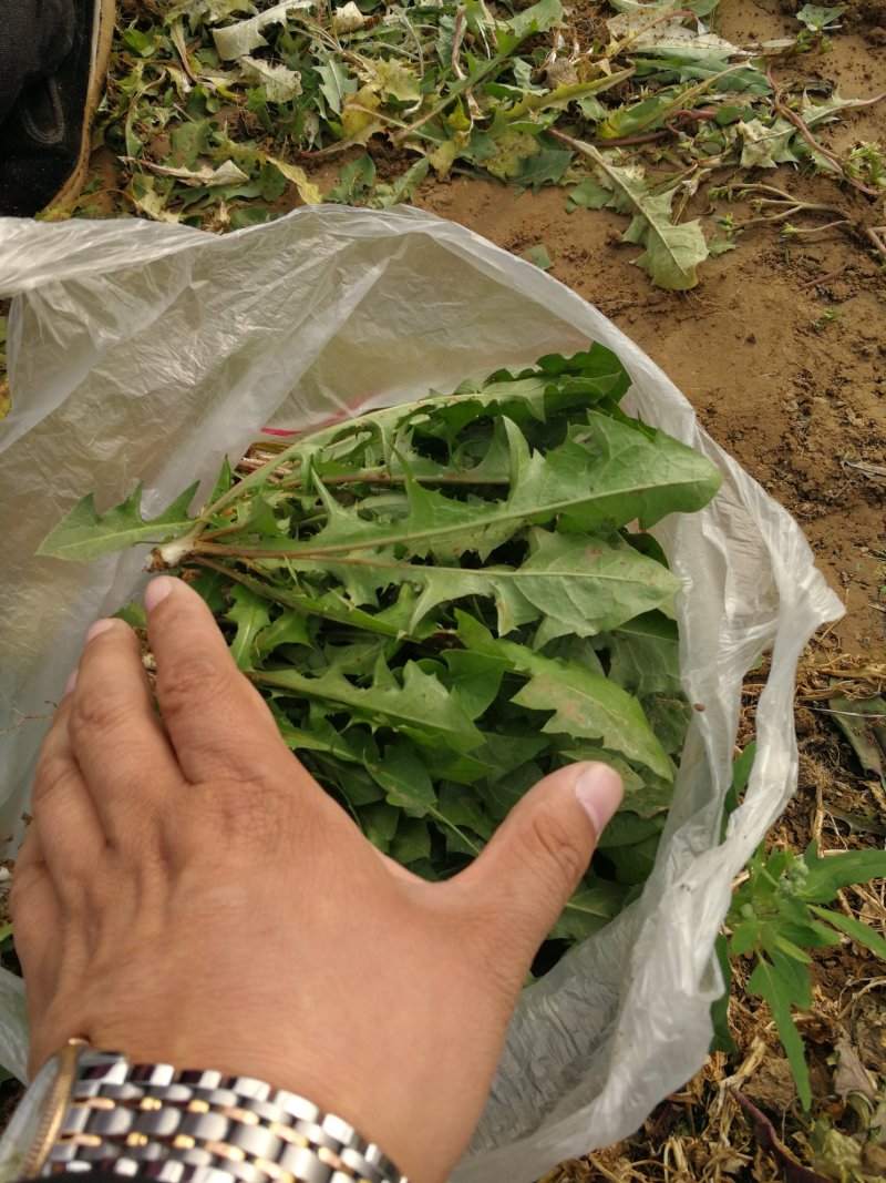 山野菜