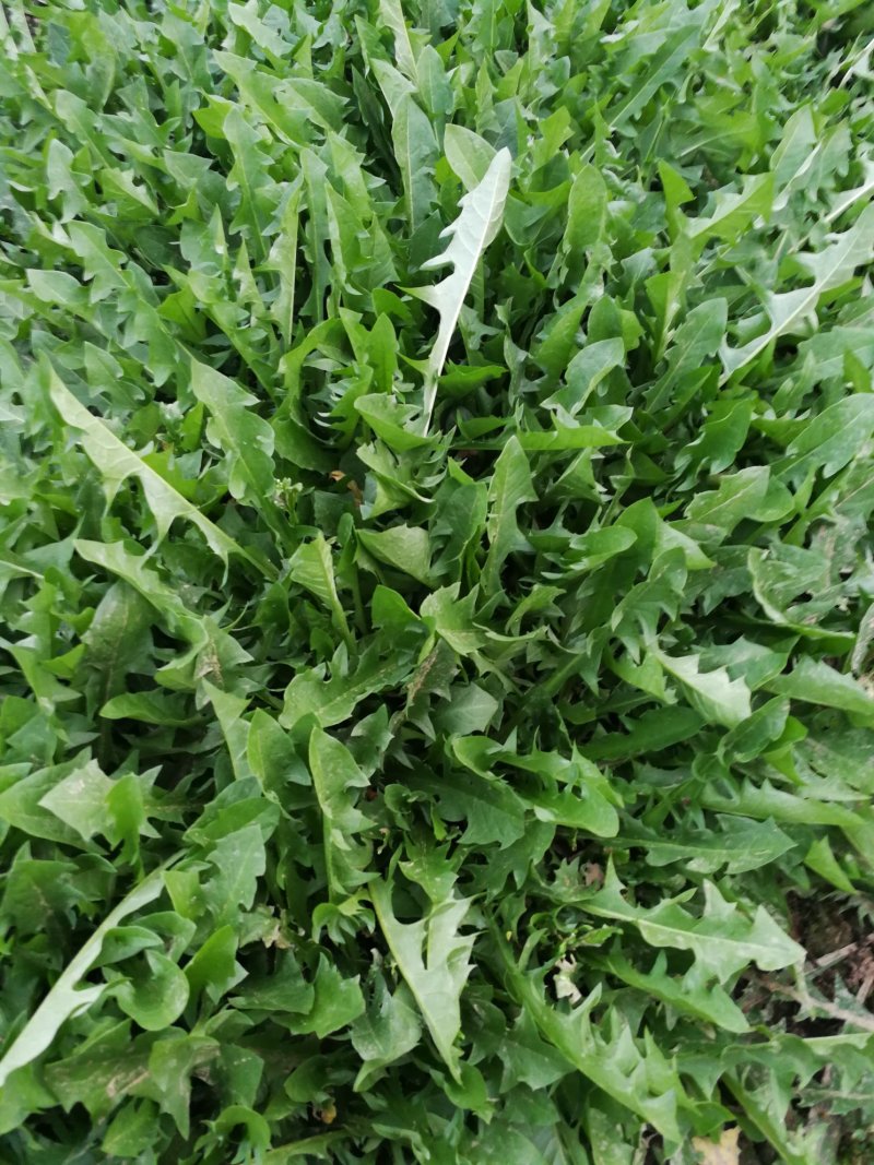 山野菜