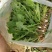 山野菜