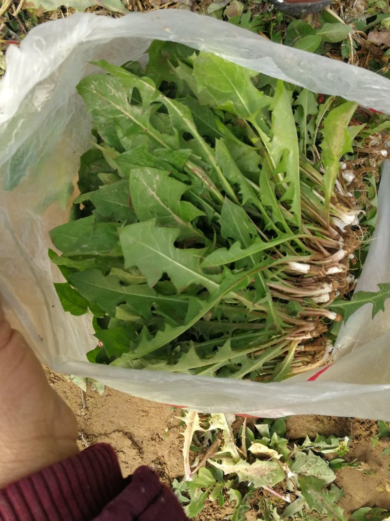 山野菜