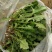山野菜