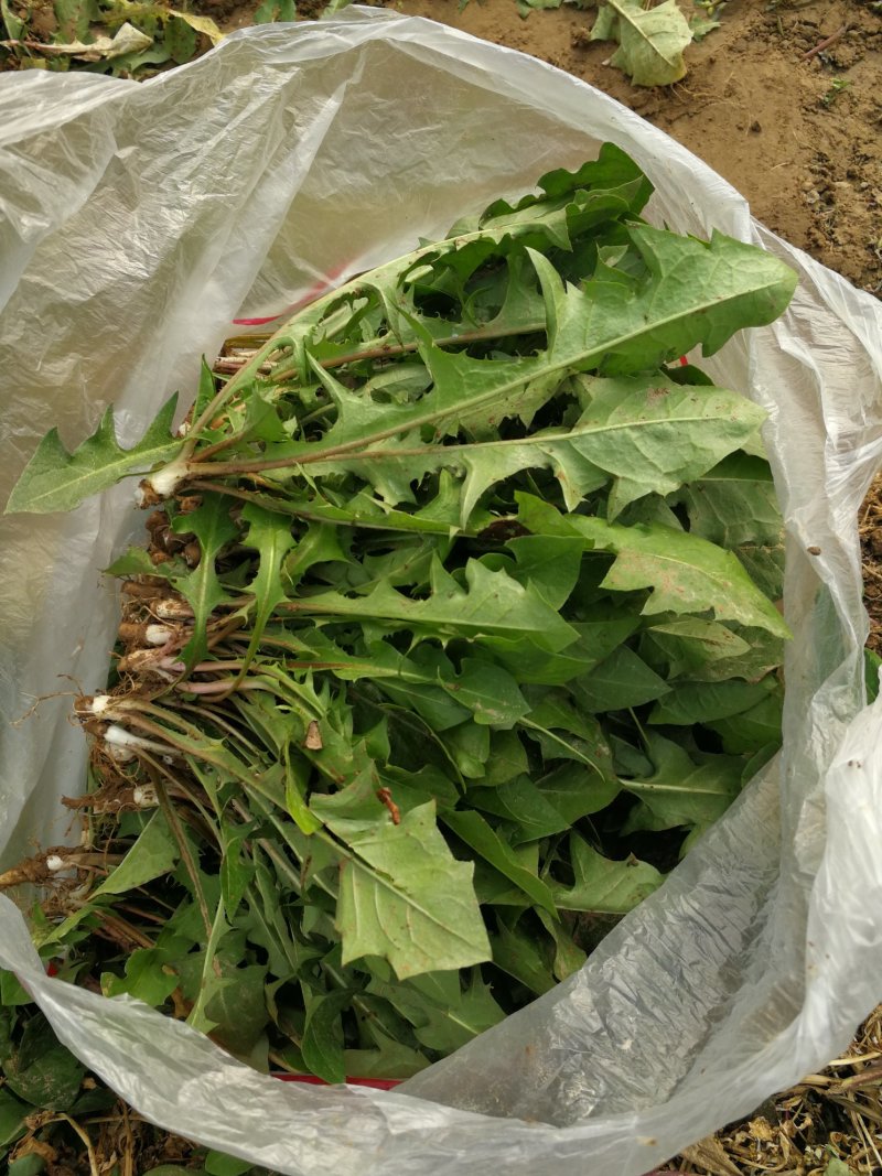 山野菜