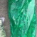山野菜