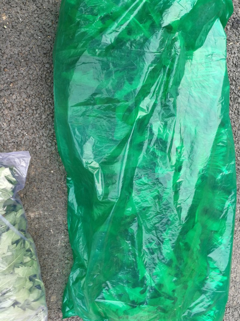山野菜