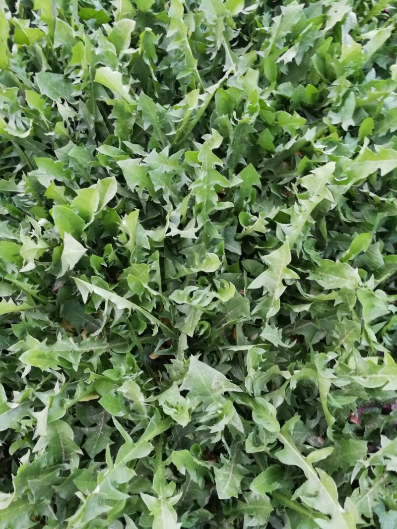 山野菜