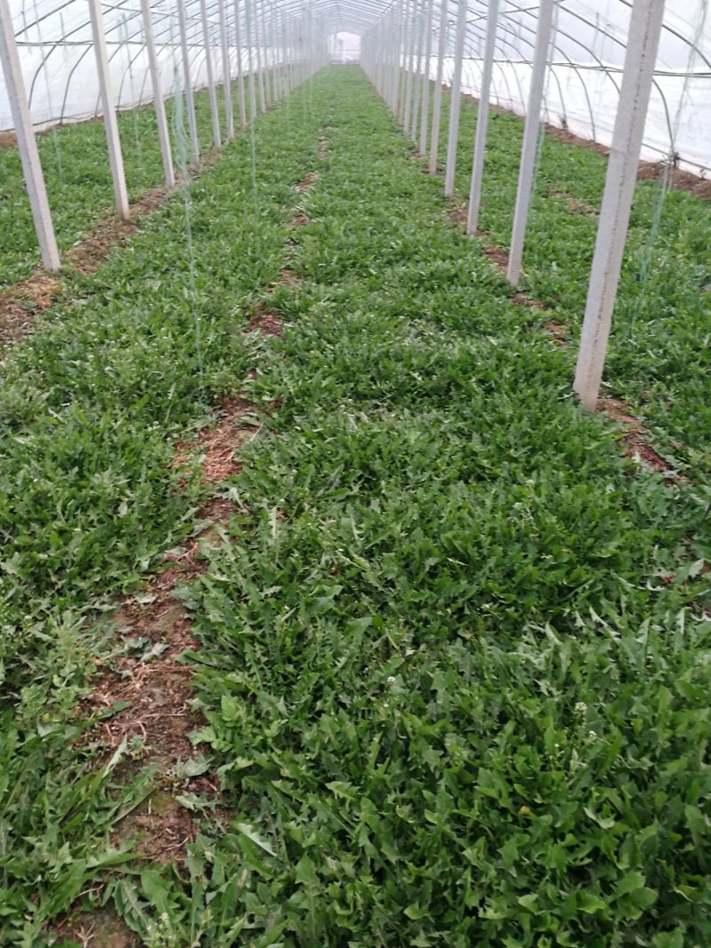 山野菜