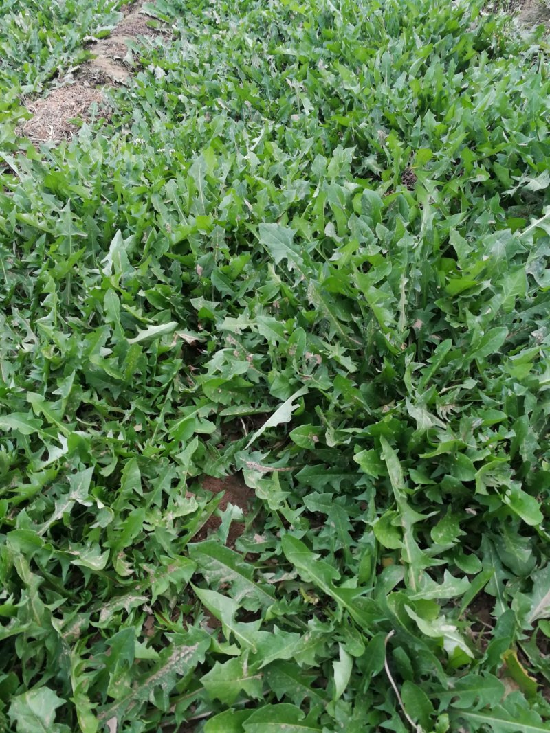 山野菜