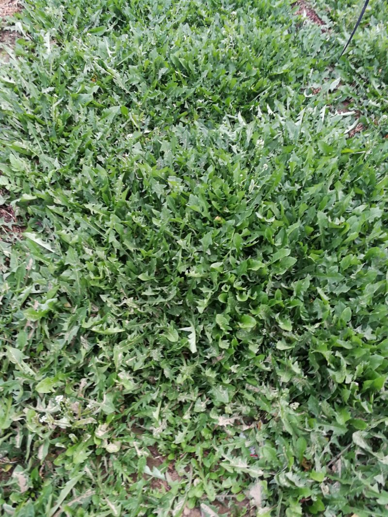 山野菜