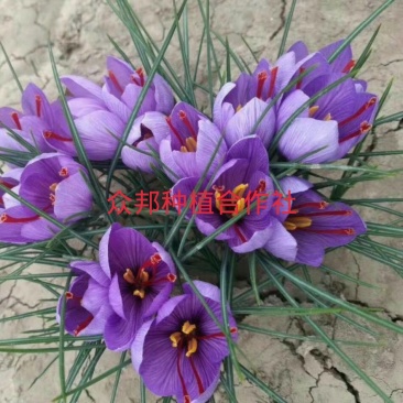 藏红花