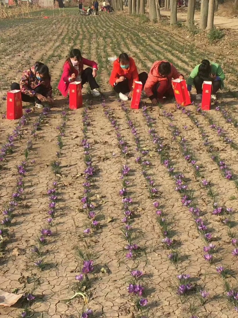 藏红花