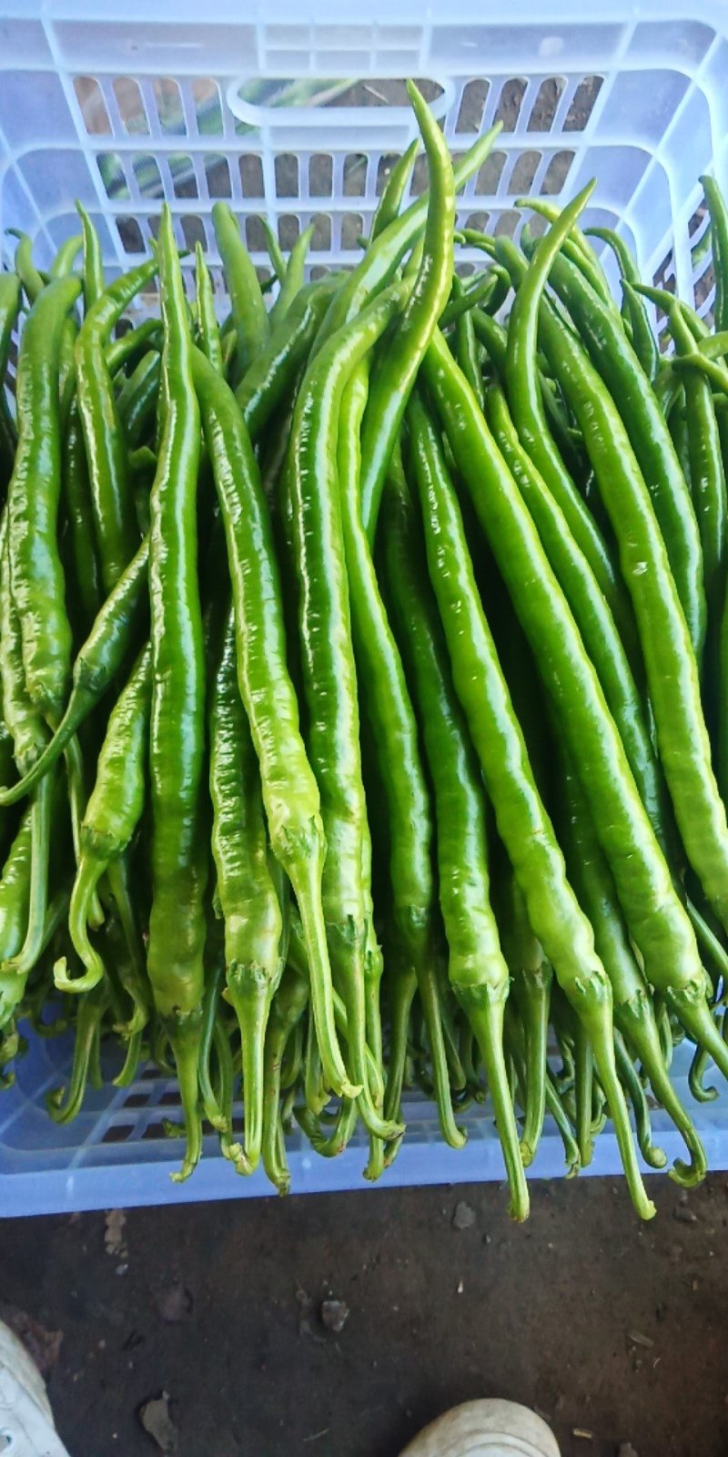 鲜辣椒，泡椒，朝天椒，无筋豆