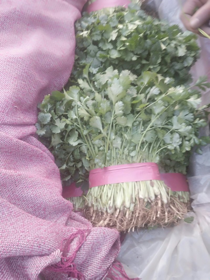 精品河北香菜全国发货基地直销货源充足可视频看货量大从优