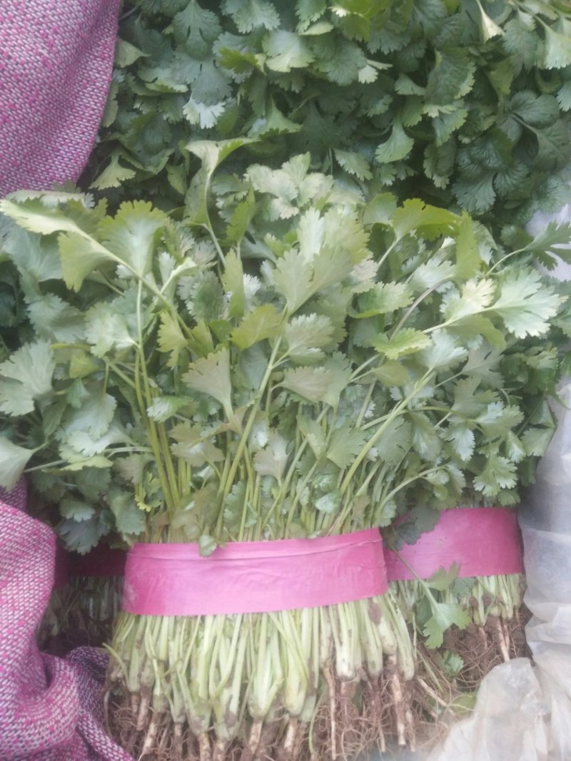 精品河北香菜全国发货基地直销货源充足可视频看货量大从优
