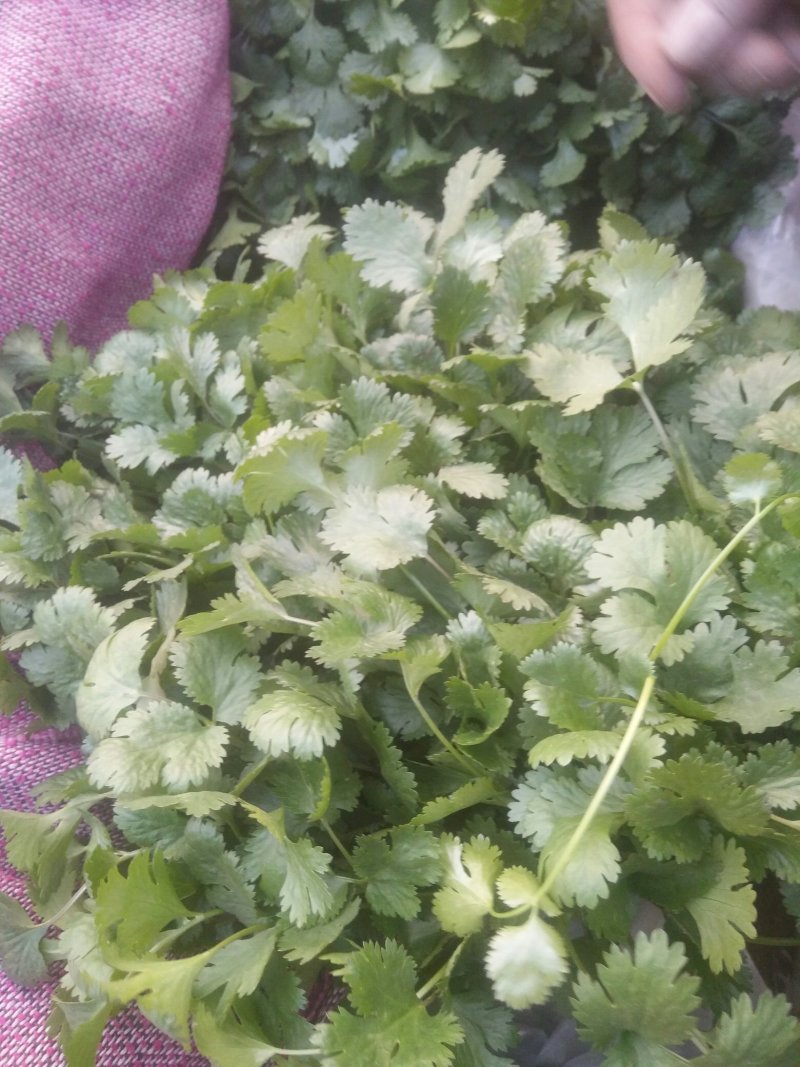 精品河北香菜全国发货基地直销货源充足可视频看货量大从优