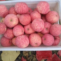 【山东红富士苹果批发】🍎膜袋果纸袋果，大量现货供应中