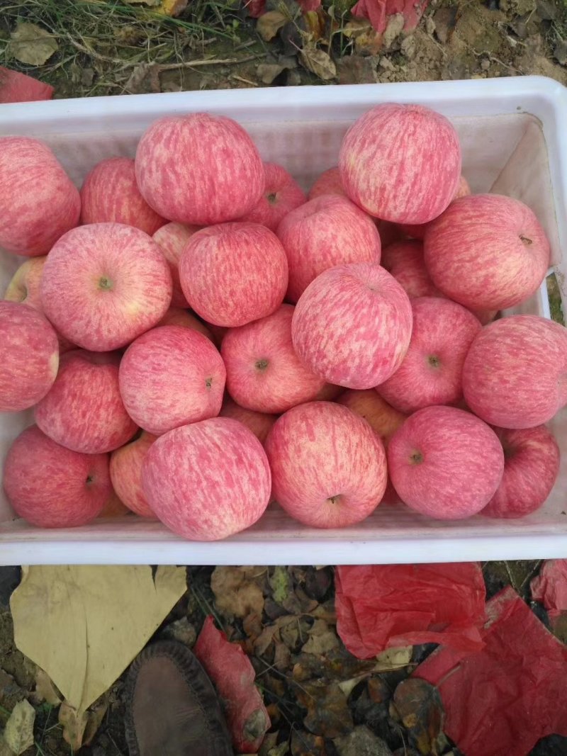 【山东红富士苹果批发】🍎膜袋果纸袋果，大量现货供应中