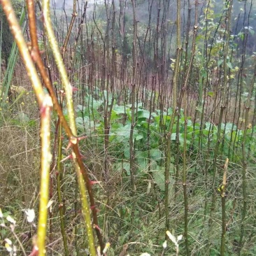 花椒苗