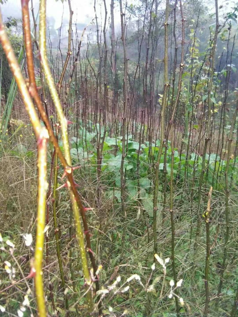 花椒苗