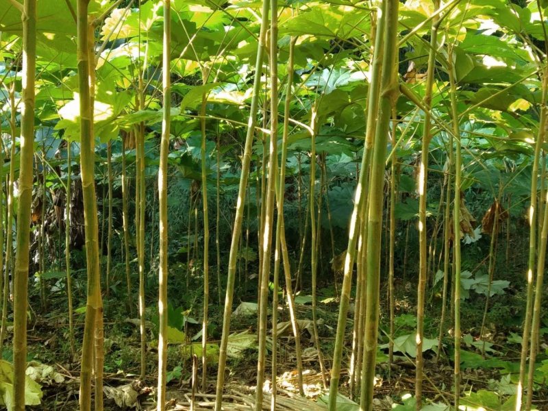通草