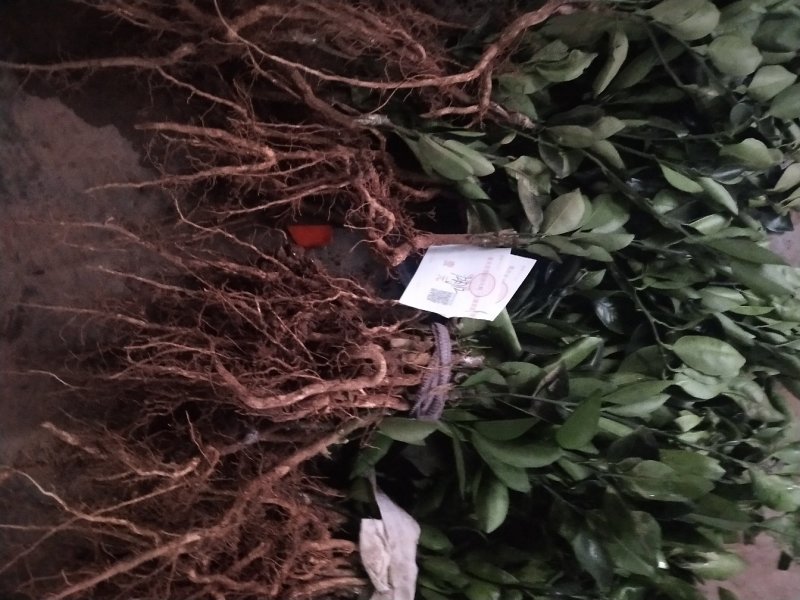 通草