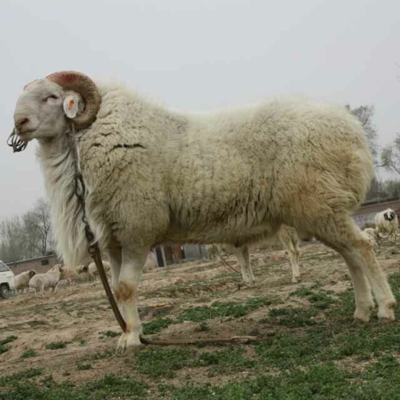 肉羊常年出售小尾寒羊，波尔山羊，白山羊，黑山羊，杜柏羊，