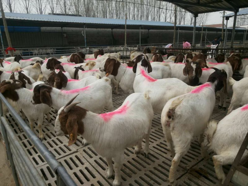 肉羊常年出售小尾寒羊，波尔山羊，白山羊，黑山羊，杜柏羊，