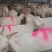 肉羊常年出售小尾寒羊，波尔山羊，白山羊，黑山羊，杜柏羊，