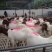 肉羊常年出售小尾寒羊，波尔山羊，白山羊，黑山羊，杜柏羊，