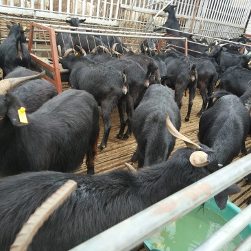 肉羊常年出售小尾寒羊，波尔山羊，白山羊，黑山羊，杜柏羊，