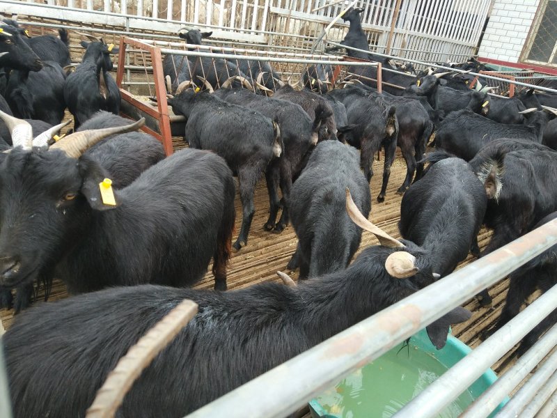 肉羊常年出售小尾寒羊，波尔山羊，白山羊，黑山羊，杜柏羊，