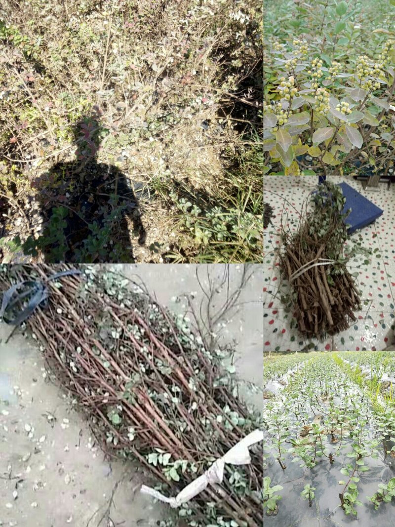 单叶蔓荆子枝条批发，品种纯正高含量品种，江西产地道地药材