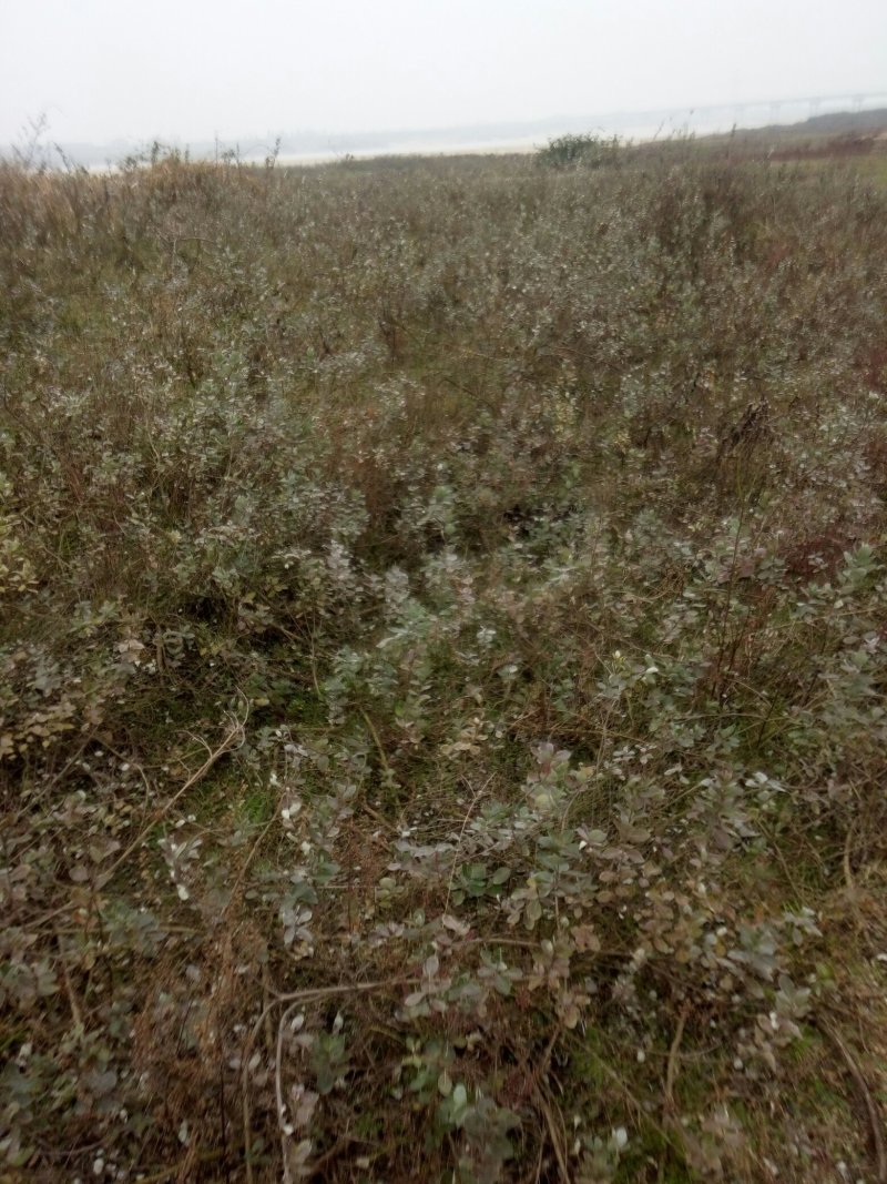 单叶蔓荆子枝条批发，品种纯正高含量品种，江西产地道地药材
