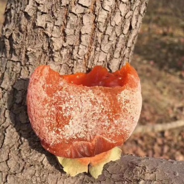 柿饼