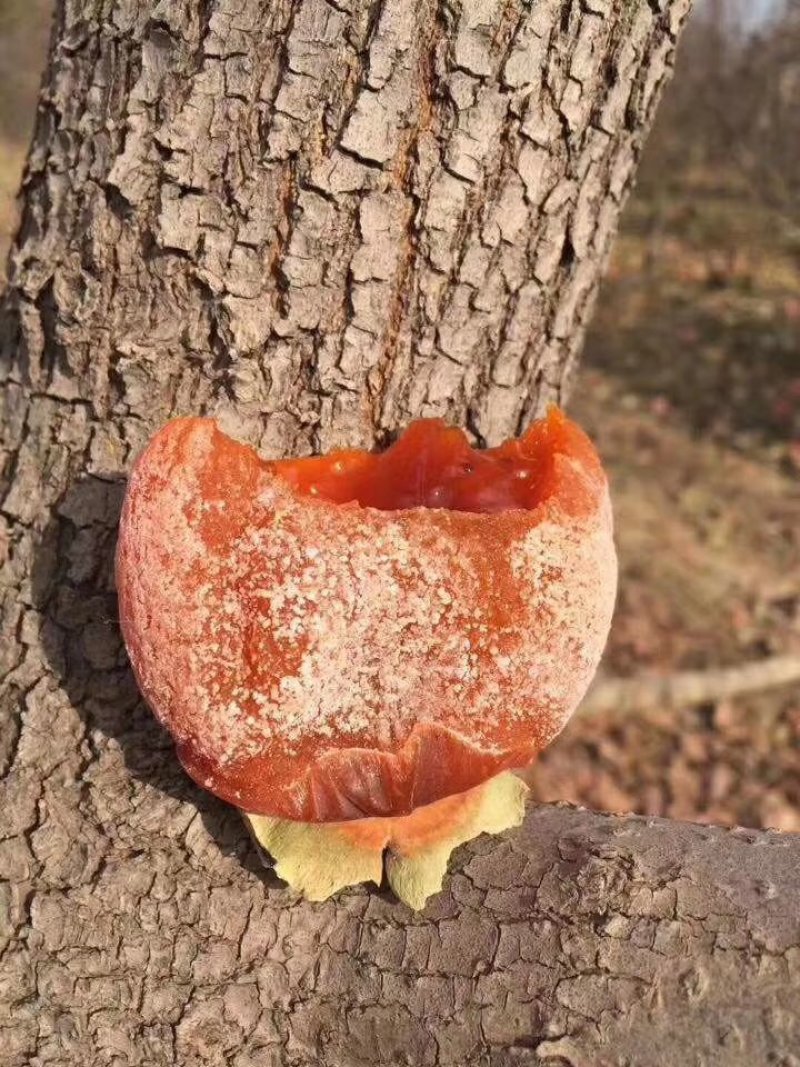 柿饼