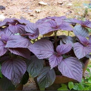 紫苏种子纯新采收发芽率98%以上双面单面紫苏全紫
