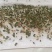 紫苏种子纯新采收发芽率98%以上双面单面紫苏全紫