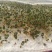 紫苏种子纯新采收发芽率98%以上双面单面紫苏全紫