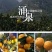 涌泉蜜桔精果