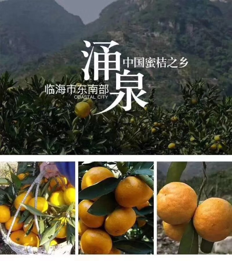 涌泉蜜桔精果