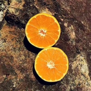 涌泉蜜桔精果