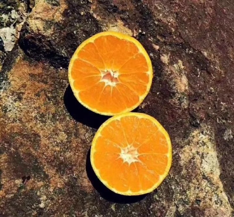 涌泉蜜桔精果