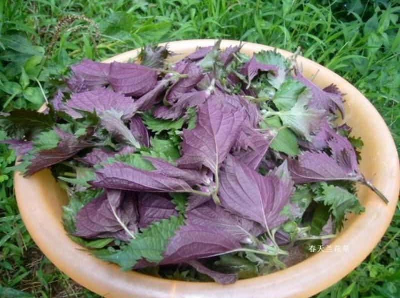 紫苏种子纯新采收发芽率98%以上双面单面紫苏全紫